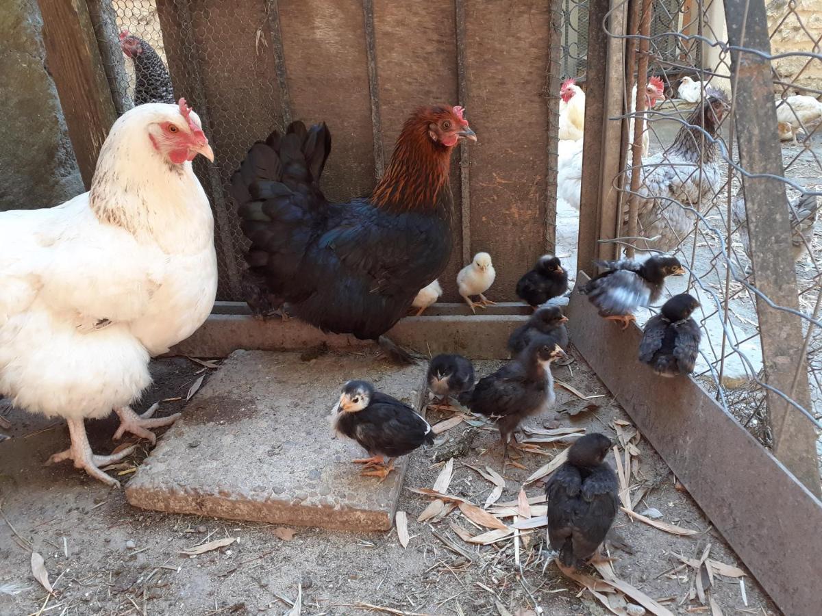 Gite De Leonie Moulin De Tartay En أفينيون المظهر الخارجي الصورة